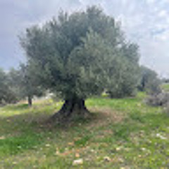 Tariq Mansour