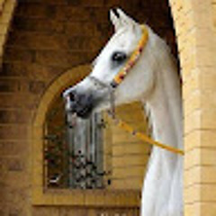 Youssif Said mohamed