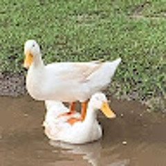 Nguyễn Hoàng Thanh Dũng