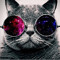 CatBro