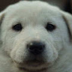김석류 (dog)