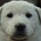 김석류 (dog)