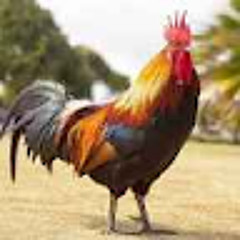 emir real