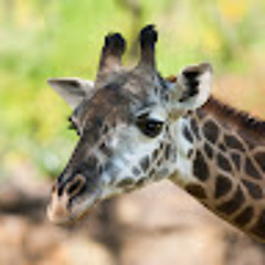 ★彡[sᴜɴɪ]彡★