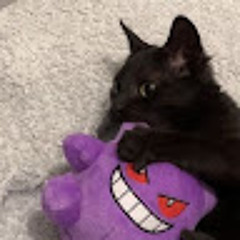 MeyCat zaremba.m