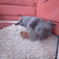 zavdiel dominguez faviel