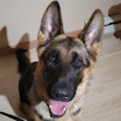 Muddy paws1