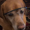Rafe