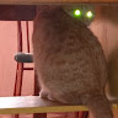 Адам Моргун