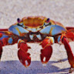 Crabik _