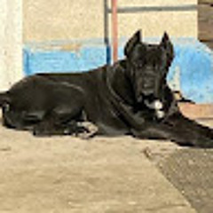 Черноокий Егор