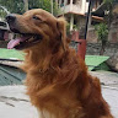 madhusmit dey