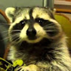 deviousnefariousintentionedraccon