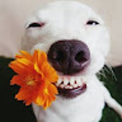 nguyễn bảo khang phạm