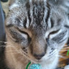 GatThatCat