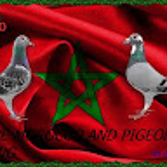 Mohammed Amine Ghalloub