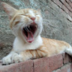 Mostafa Elzayat