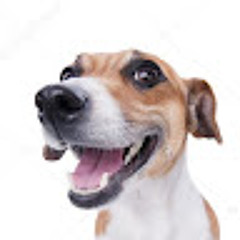 ваня Цуркан