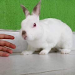 Robert Steven CL