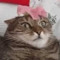 mousy_mousy