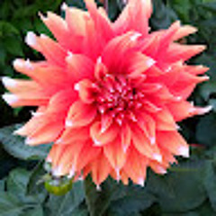 DandeMande