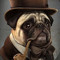 Aristocrat Pug