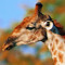 Gi Raffe