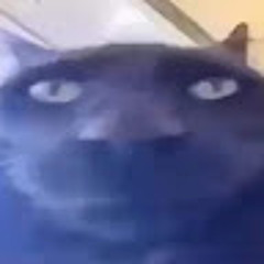 V 2
