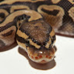 IsaMePython