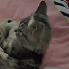 Анастасія Ворона