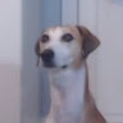 Vinny H