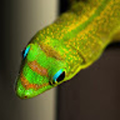 Day Gecko
