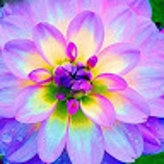 Michael Adams (mikey)