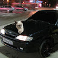 FROST Cat