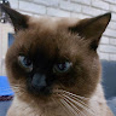kimi