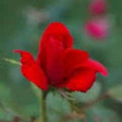 sanmi