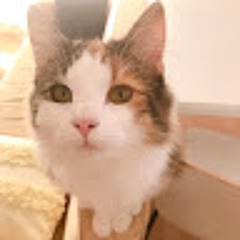 nikitter fame