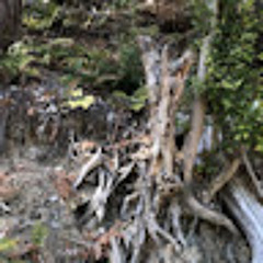 kamurasaki Sk