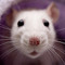 Rat Pup