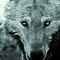 CRAZY WOLF