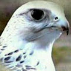 فضل شاكر اجمل واحلى اغاني فضل شاكر