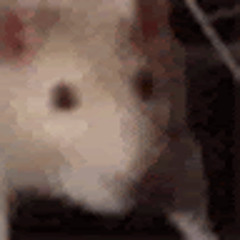 Tosiec