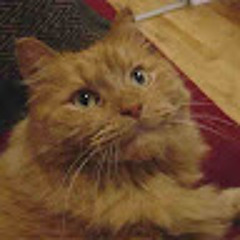 Leo9 theCat