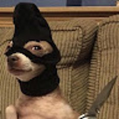 Pablo The Dog