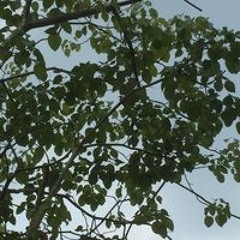 Hạ Phàm Tiên Nữ