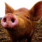 Big Pig