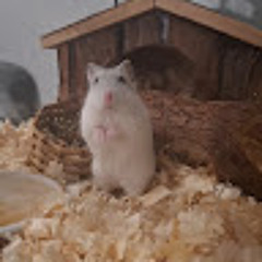 Anna Hamster