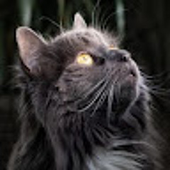 Miez Kratzekatze