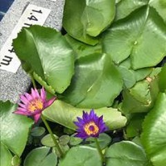 西澤雅美
