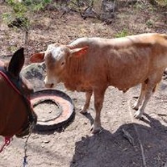 Víctor Dariel Campos